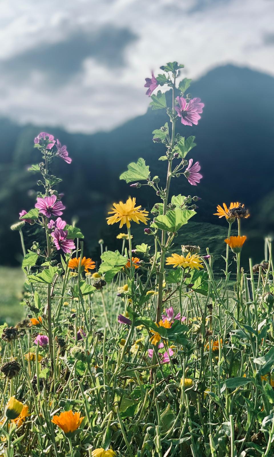 Blumenwiese mit Bergen im Hintergrund bei Schleching