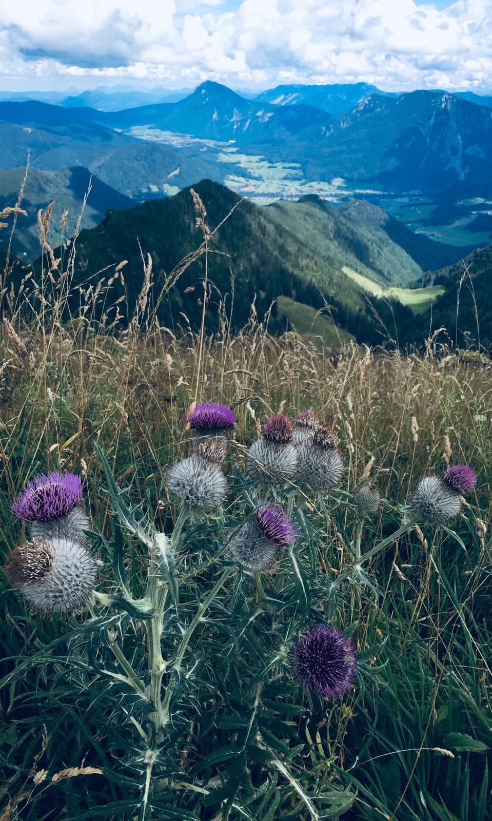 Natur und Landschaft Schleching