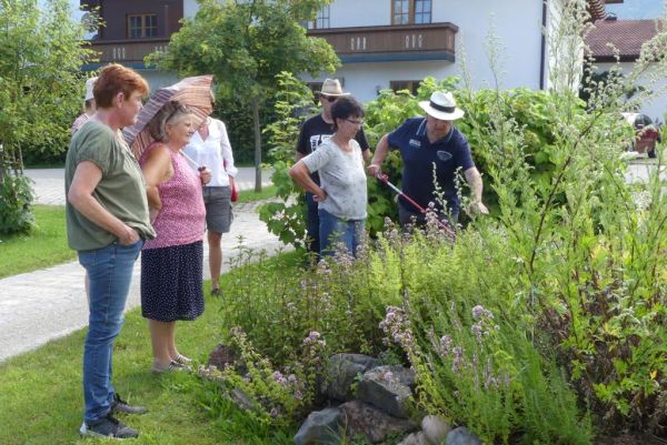 Kräuterwanderung – Wildkräuter in der Natur sammeln