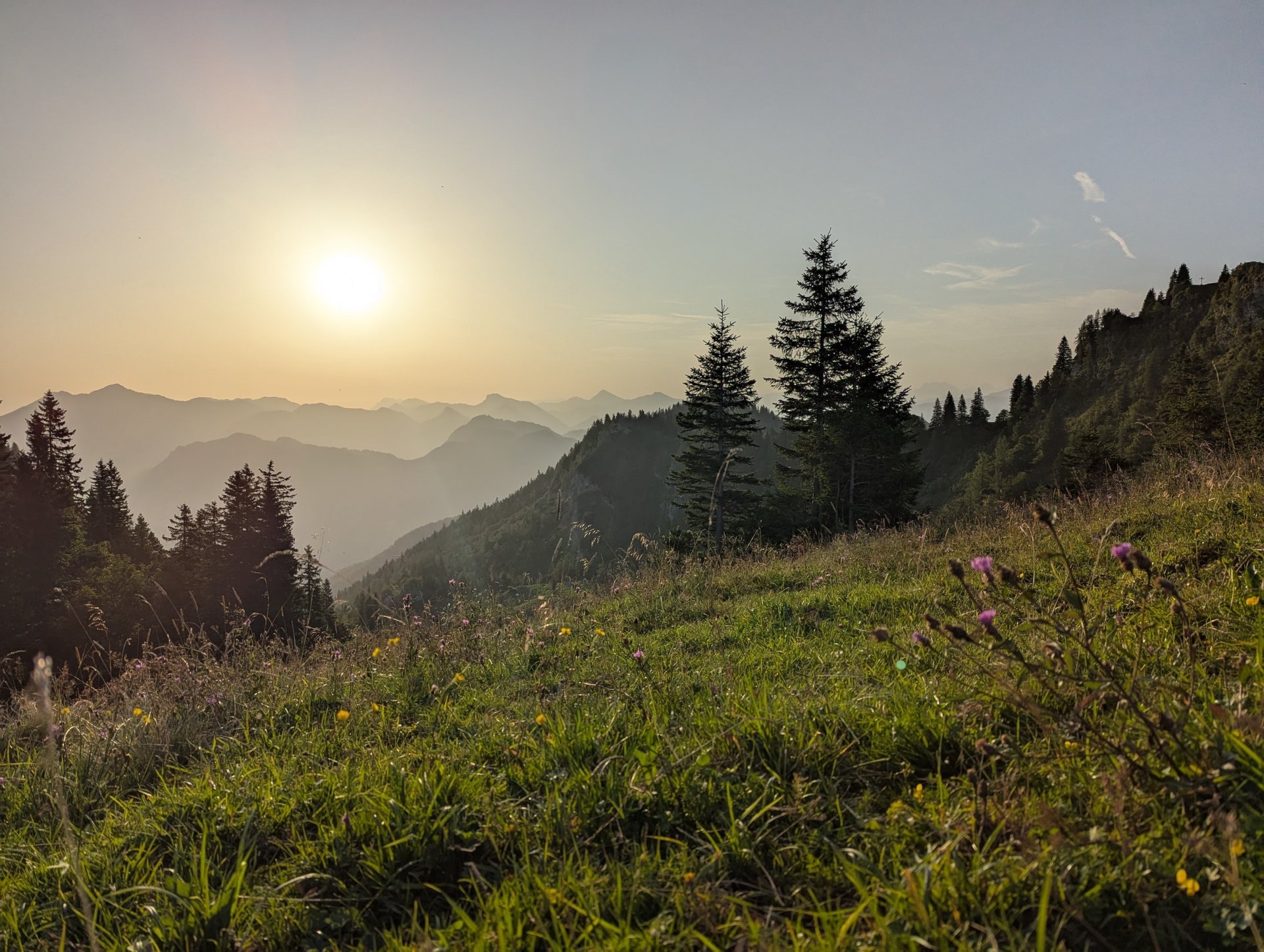 Apfelpflücken aus der Nähe – reife rote Äpfel an einem Baum